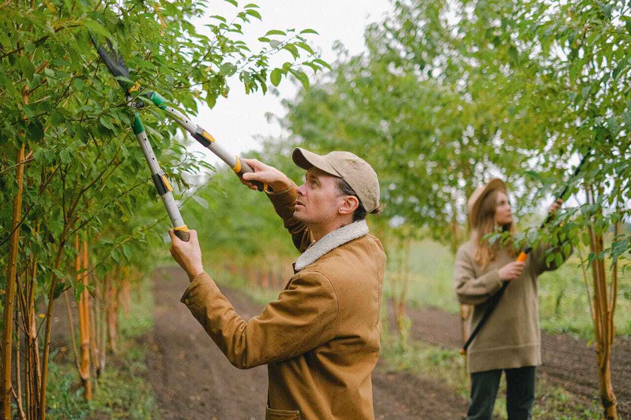 Best Tree Pruning Services  in USA